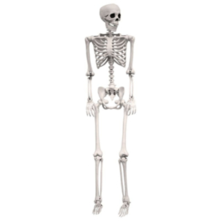 Skelet Life Size