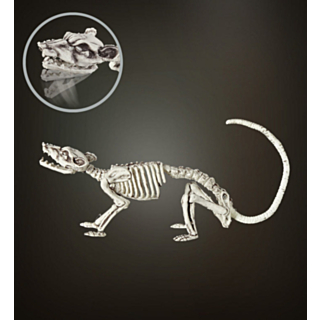 Rotteskelet