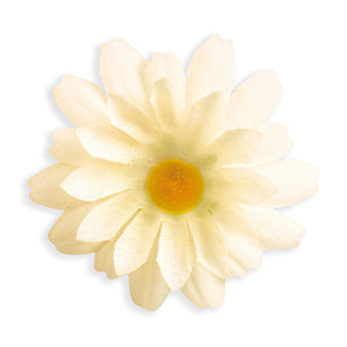 Margueritblomster Cremehvid