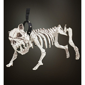 Skelet Hund