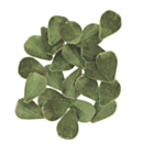 Velour Blomsterblade Grøn/Guld