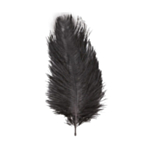 Strudsefjer Sort 55-60 cm