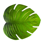 Tropisk Monstera Blad