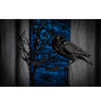 Ravn Skulptur Sort