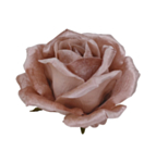 Velour Rosehoved Rosa Pudder