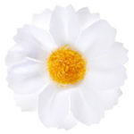 Marguerit Bordpynt Hvid