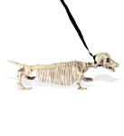 Skelet Gravhund I Snor