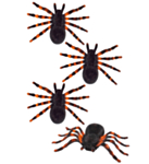 Tarantel Edderkopper Sort/Orange