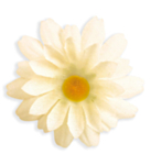 Margueritblomster Cremehvid