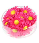 Margueritblomster Pink
