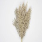 Pampasgræs Bundt Naturbrun