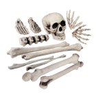 Halloween Skelet