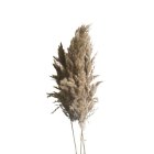Rørgræs Bundt