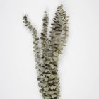Tørrede Eucalyptus Grene