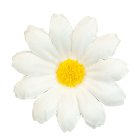Marguerit Kunstige Blomster