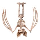 Skeletflagermus