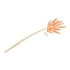 Harehaler Orange