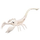Skorpion Skelet