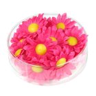 Margueritblomster Pink