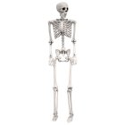 Skelet Life Size