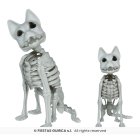 Skelet Kat