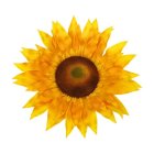 Kunstig Solsikke Blomst