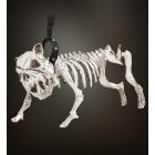 Skelet Hund