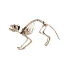 Kat Skelet Figur