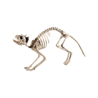 Kat Skelet Figur