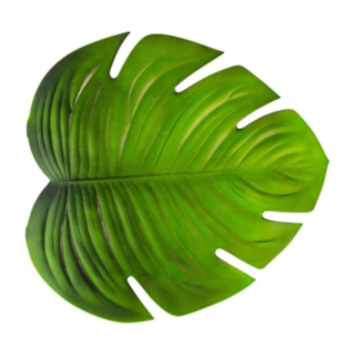 Tropisk Monstera Blad