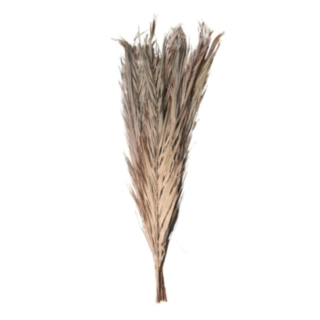 Tørrede Daddelblade Bundt Natur