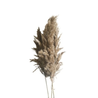 Rørgræs Bundt