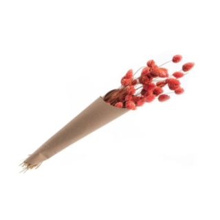 Kanariegræs Rosa