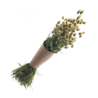 Tørret Phalaris Bundt Natur