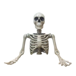 Lifesize Skelet Overkrop
