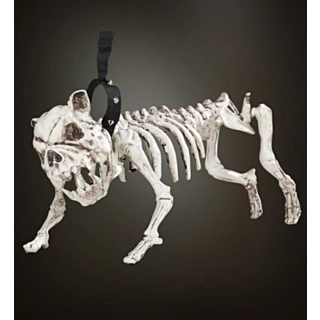 Skelet Hund