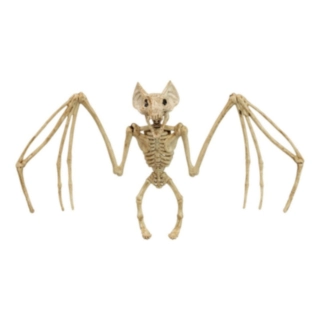 Flagermus Skelet