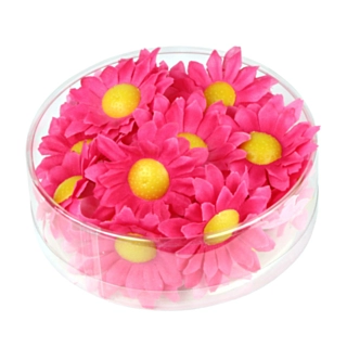 Margueritblomster Pink