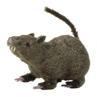 Behåret Rotte
