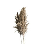 Rørgræs Bundt